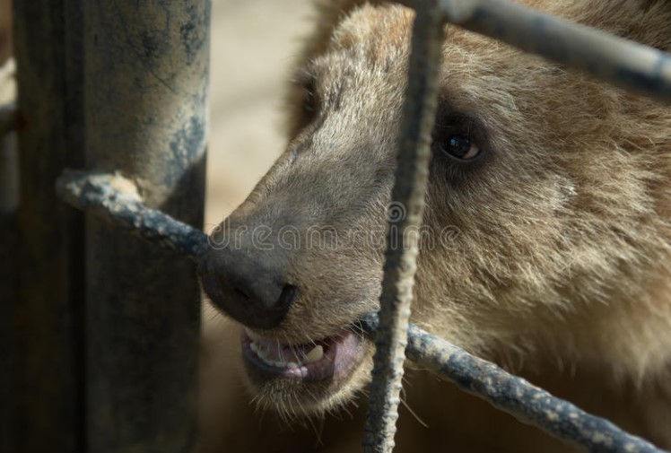 OPINION: Horrific Brown Bear Fatality Reiterates Dangers of Carnivores In Captivity