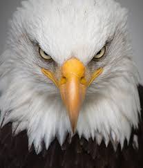 On January 10, 2024, The Nation Will Celebrate National Save The Eagles Day.